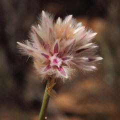 Ptilotus drummondii