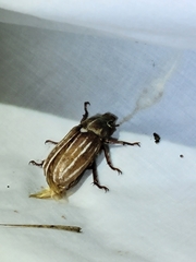 Polyphylla occidentalis