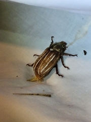 Polyphylla occidentalis