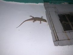 Hemidactylus kangerensis