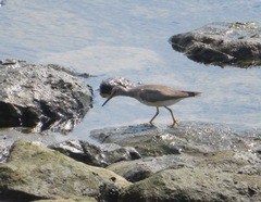 Tringa brevipes
