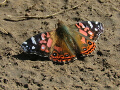 Vanessa braziliensis