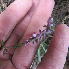 Polygala paniculata