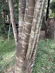 Dinosperma erythrococcum