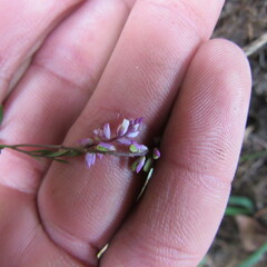 Polygala paniculata