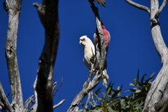 Cacatua pastinator