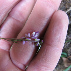 Polygala paniculata