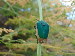 Cotinis mutabilis aurantiaca