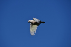 Cacatua pastinator