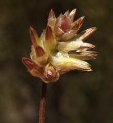 Ptilotus eremita