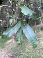 Dinosperma erythrococcum