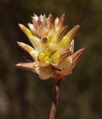 Ptilotus eremita