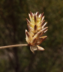 Ptilotus eremita