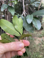 Dinosperma erythrococcum