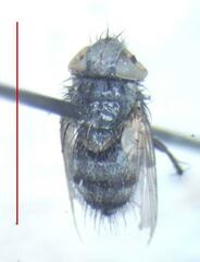 Tachinidae