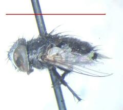 Tachinidae