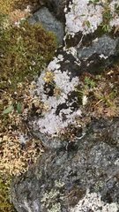 Sphaerophorus fragilis