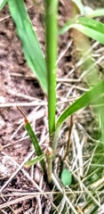 Cyperus houghtonii