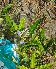 Acanthus ilicifolius