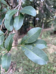 Dinosperma erythrococcum