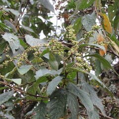 Varronia cylindrostachya