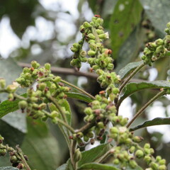 Varronia cylindrostachya