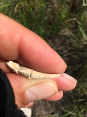 Creaserinus hedgpethi