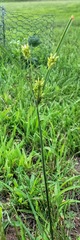 Cyperus houghtonii