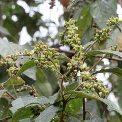 Varronia cylindrostachya