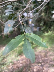 Dinosperma erythrococcum