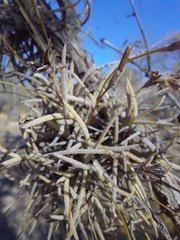 Tillandsia virescens