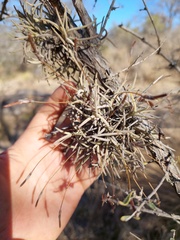 Tillandsia virescens