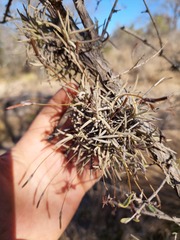 Tillandsia virescens