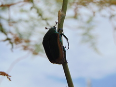 Cotinis mutabilis aurantiaca