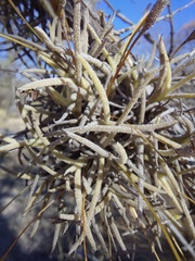 Tillandsia virescens