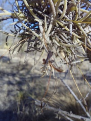 Tillandsia virescens