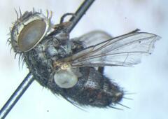 Tachinidae