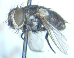 Tachinidae