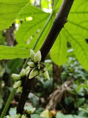 Amischotolype hookeri