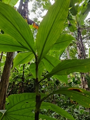 Amischotolype hookeri