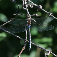 Aeshna constricta
