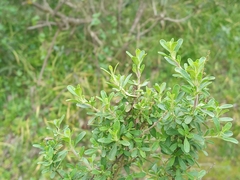 Clinopodium chilense