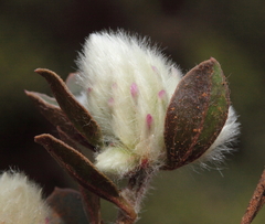 Ptilotus holosericeus
