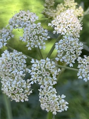 Conioselinum scopulorum
