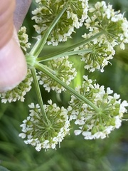 Conioselinum scopulorum
