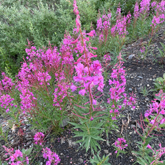 Chamaenerion angustifolium