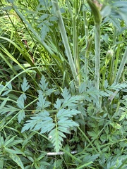 Conioselinum scopulorum
