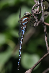 Aeshna constricta