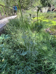 Conioselinum scopulorum