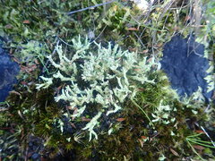 Cladonia imbricata